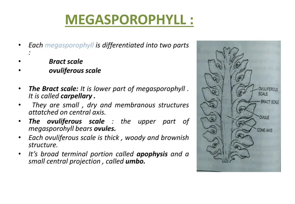 megasporophyll
