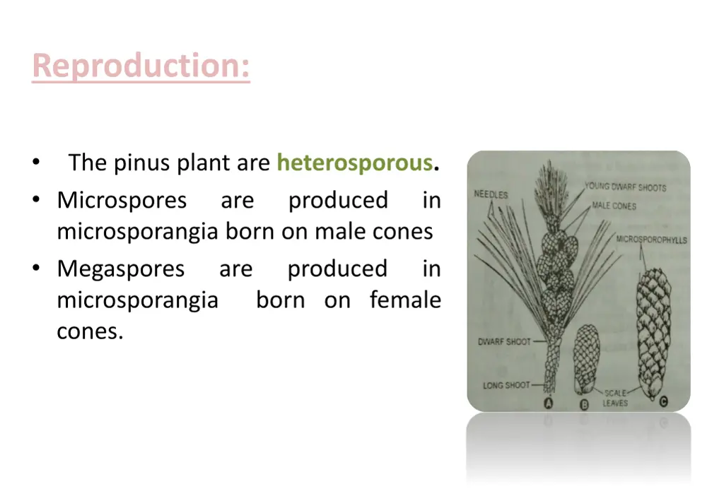 reproduction