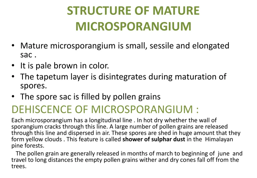 structure of mature microsporangium