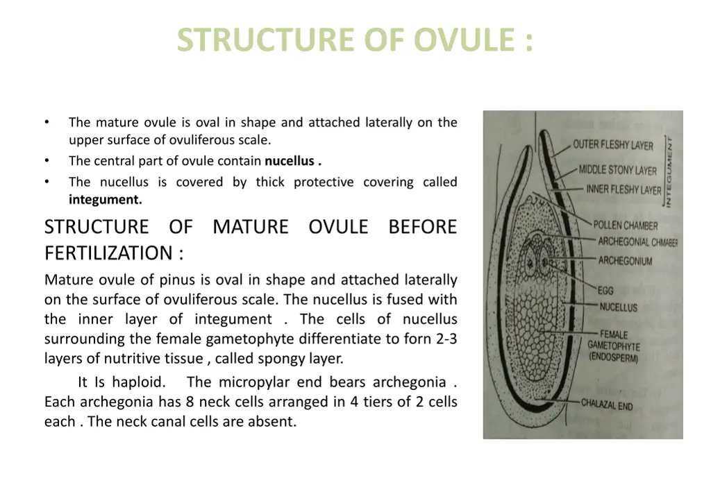 structure of ovule