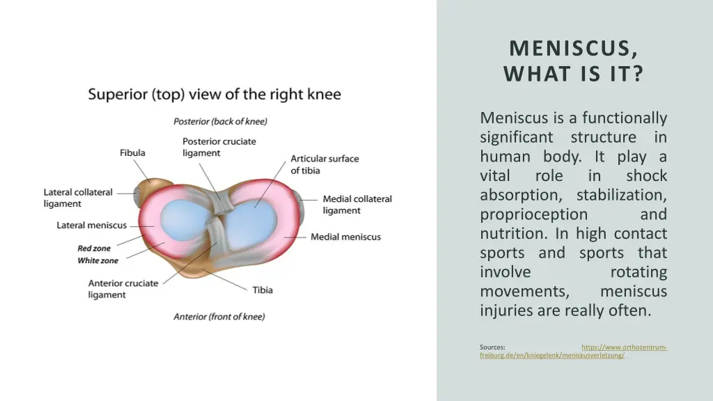 meniscus what is it