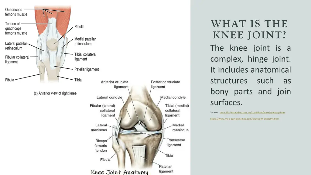 what is the knee joint the knee joint