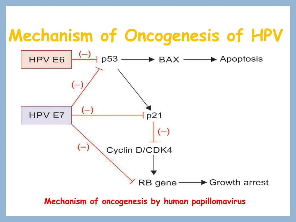 mechanism of oncogenesis of hpv 1