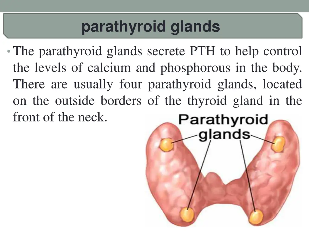 parathyroid glands