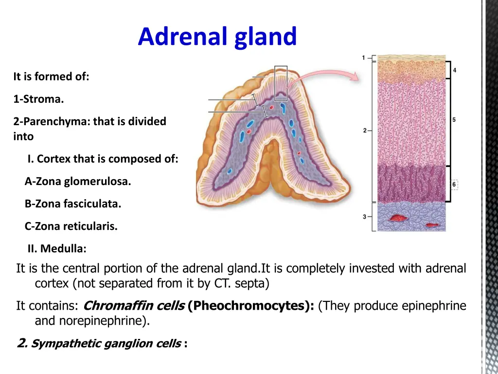 adrenal gland