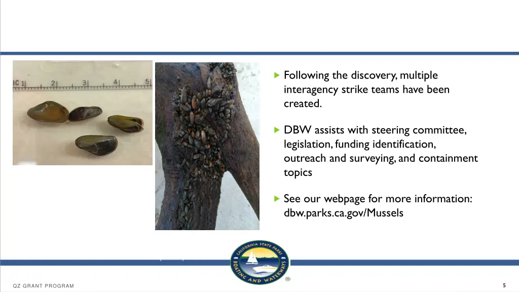 golden mussel cont