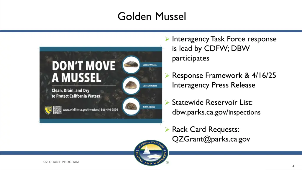 golden mussel