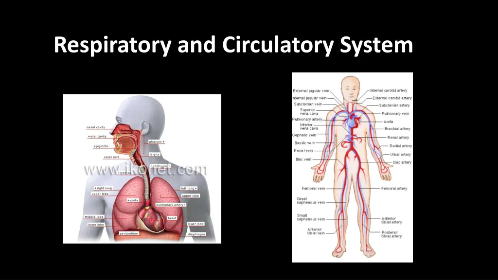 respiratory and circulatory system