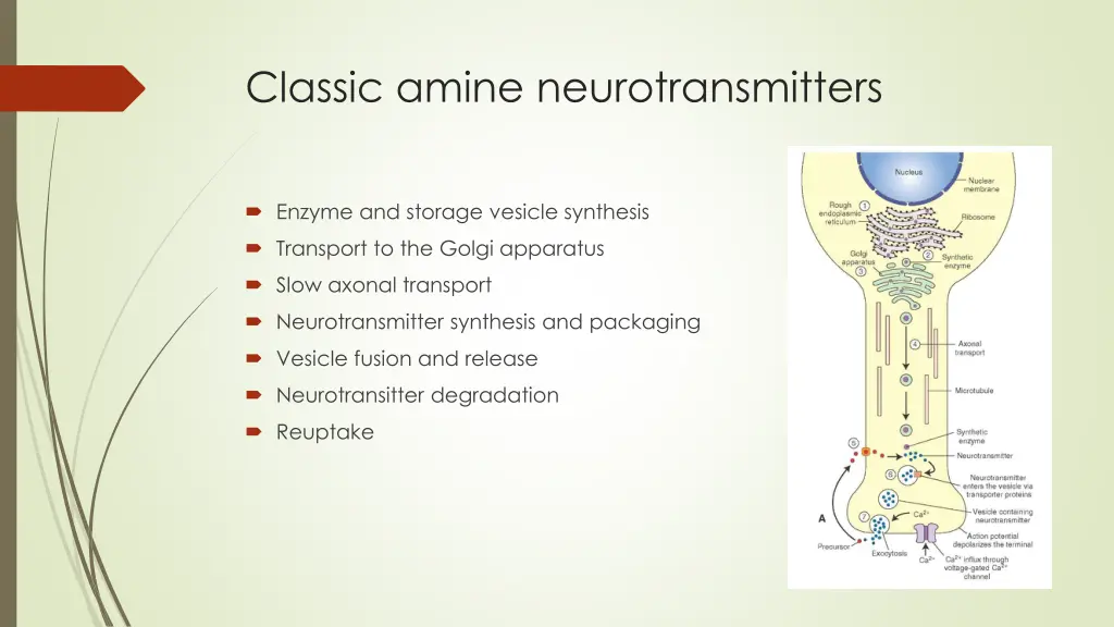 classic amine neurotransmitters