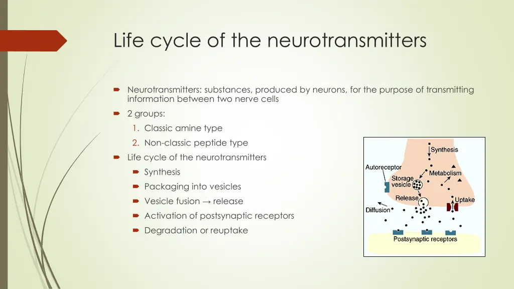 life cycle of the neurotransmitters