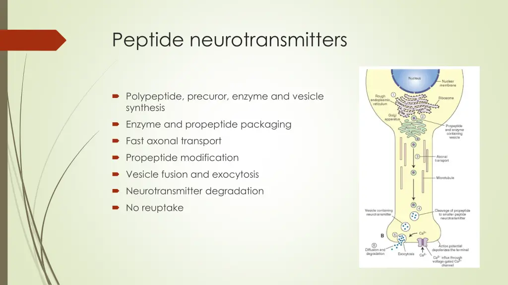 peptide neurotransmitters