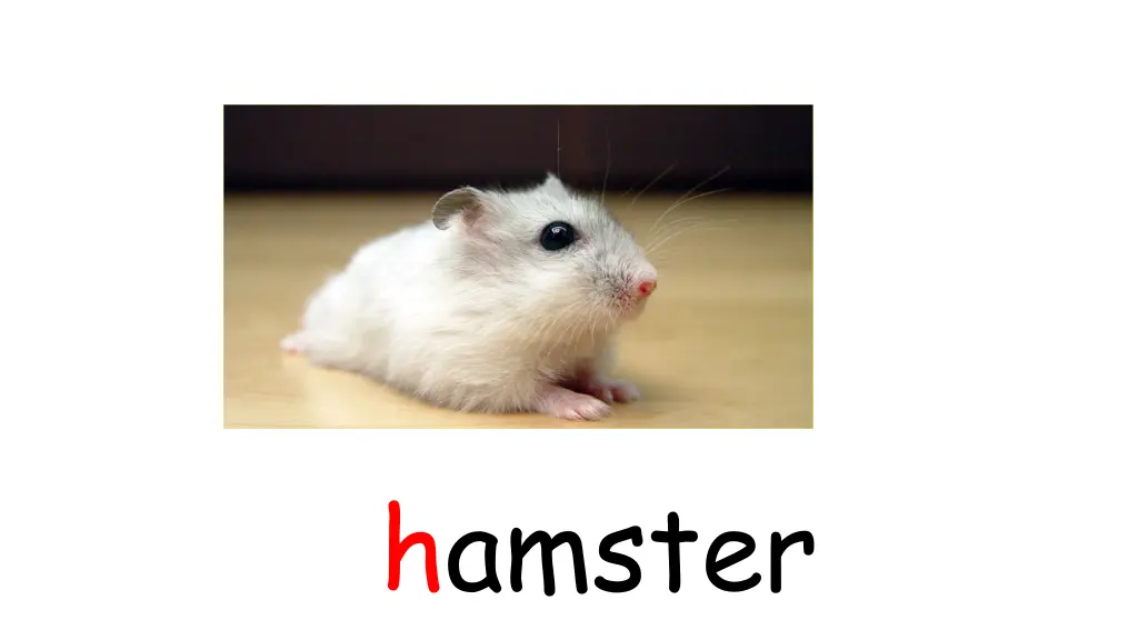 hamster