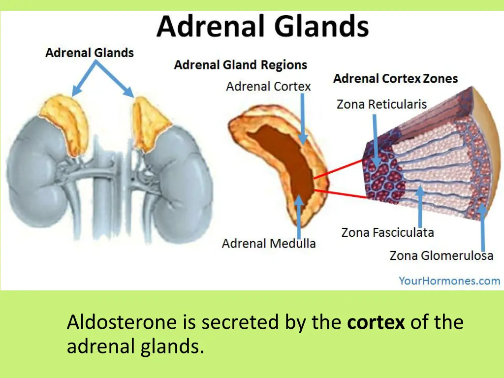 aldosterone is secreted by the cortex