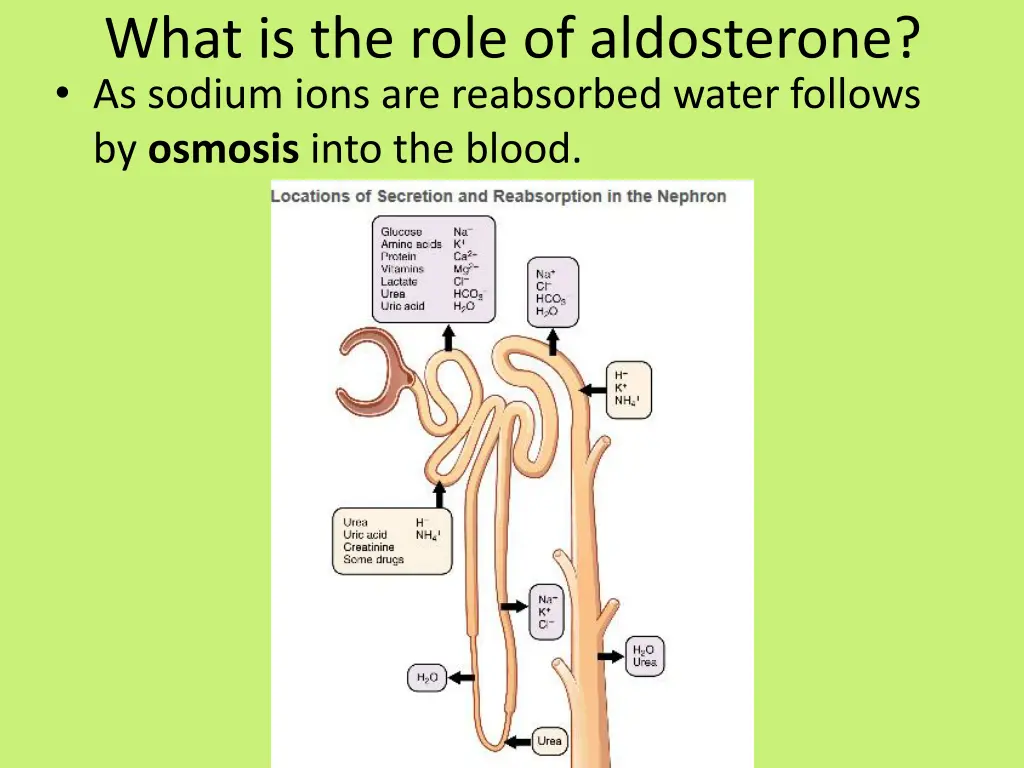 what is the role of aldosterone as sodium ions