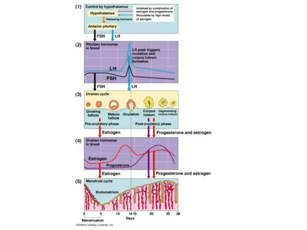 http biologi ucoz com images sistem repro