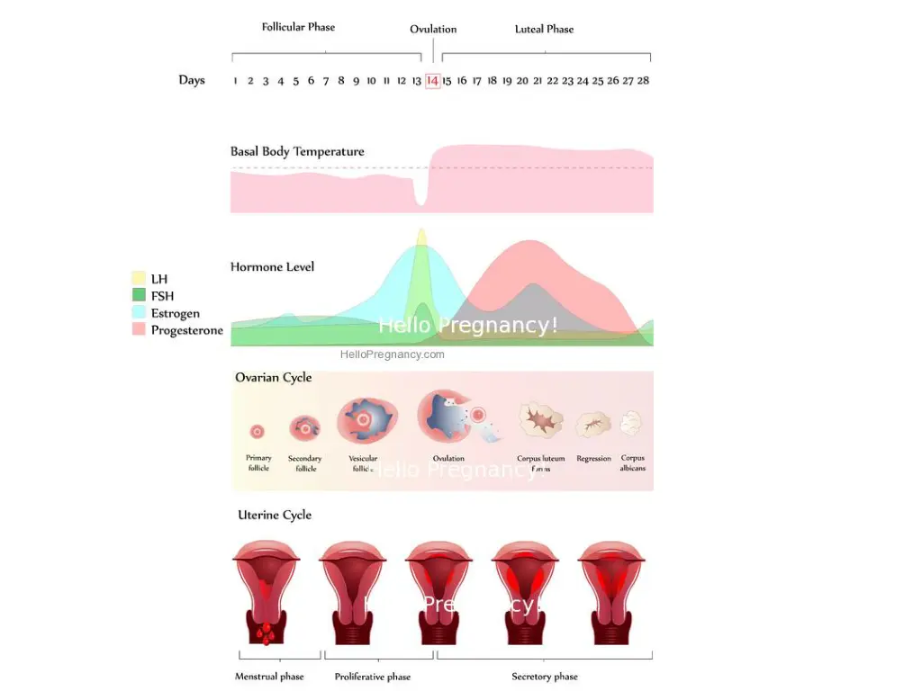 menstrual cycle menstruation hormone levels