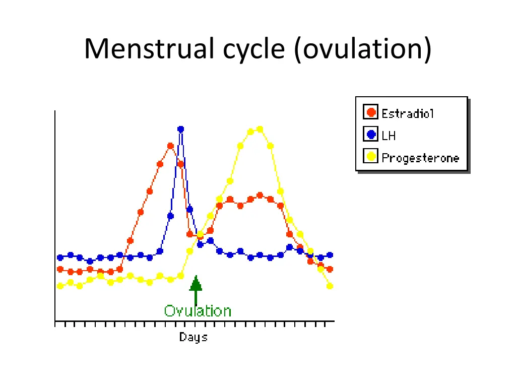 menstrual cycle ovulation