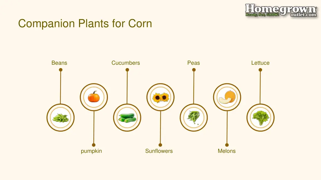 companion plants for corn