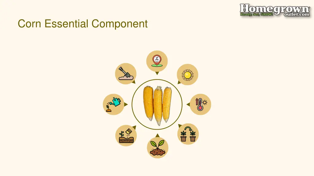 corn essential component