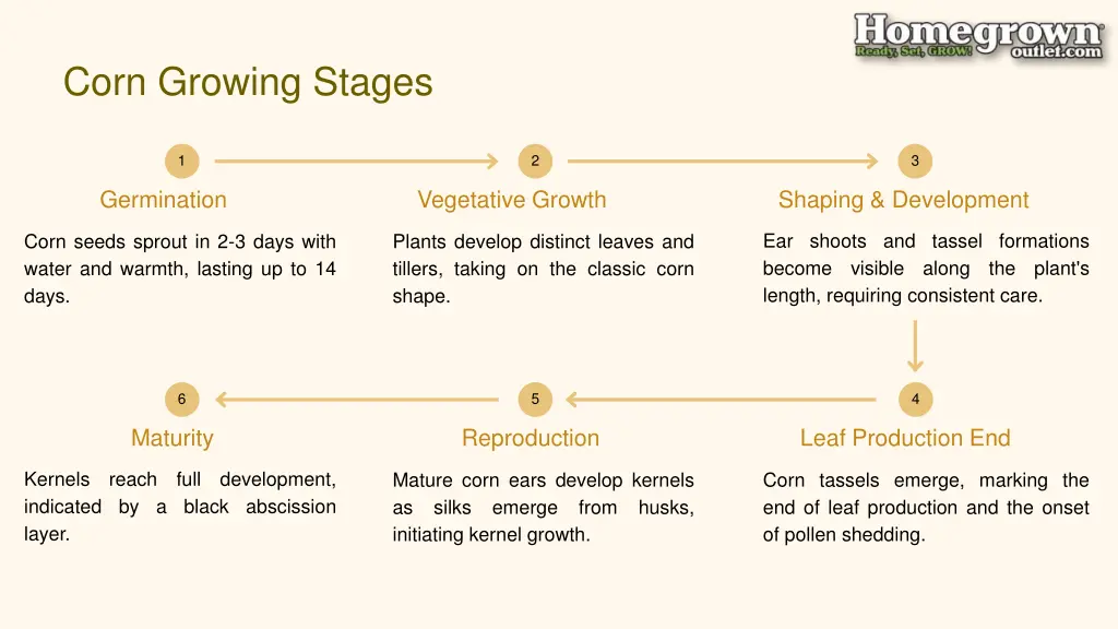 corn growing stages