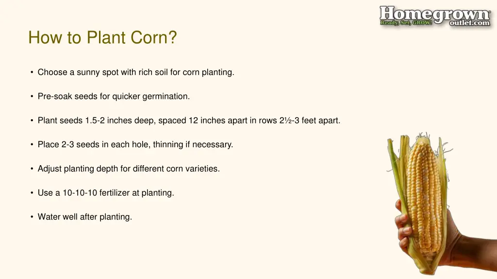 how to plant corn