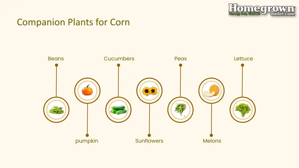 companion plants for corn