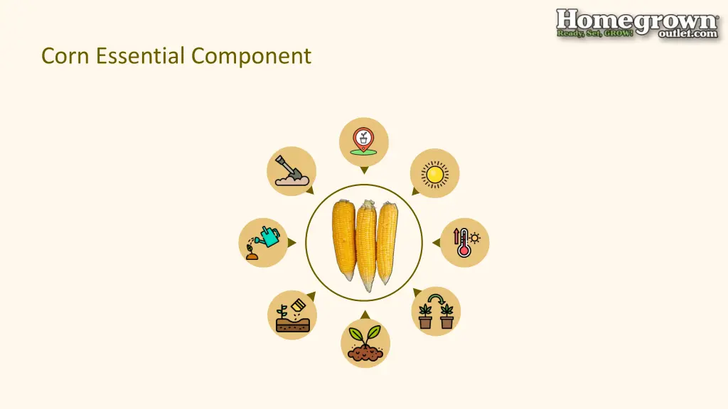 corn essential component