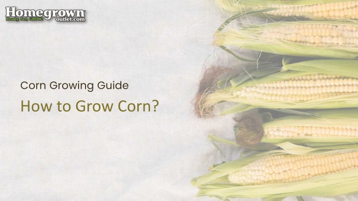 corn growing guide