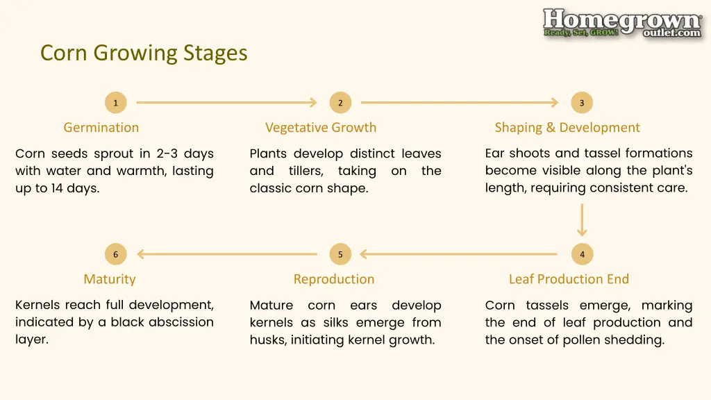 corn growing stages