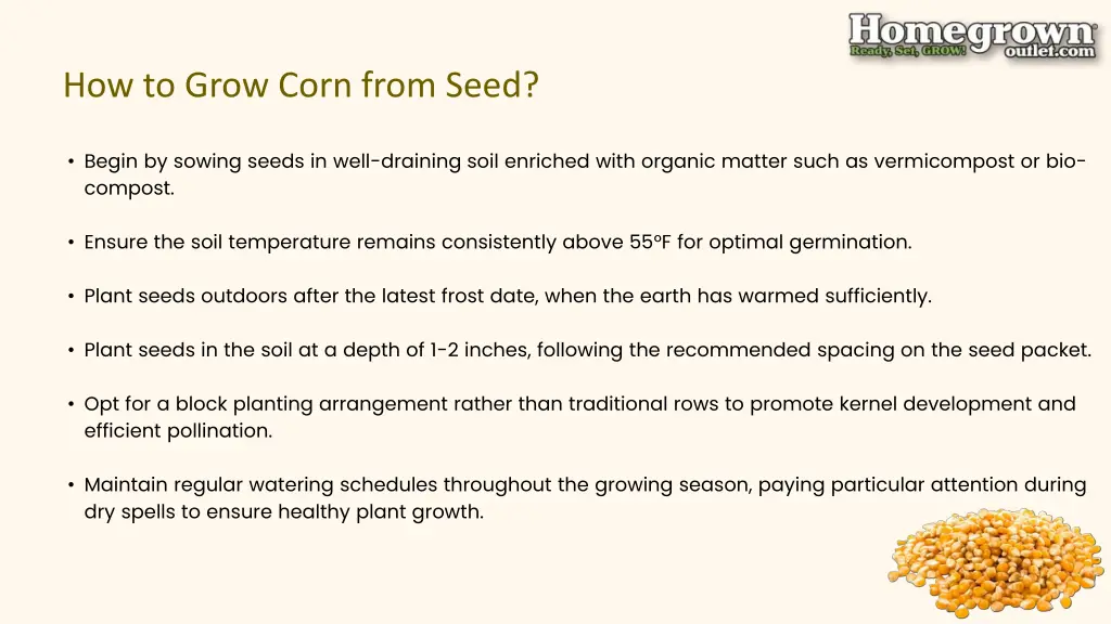 how to grow corn from seed