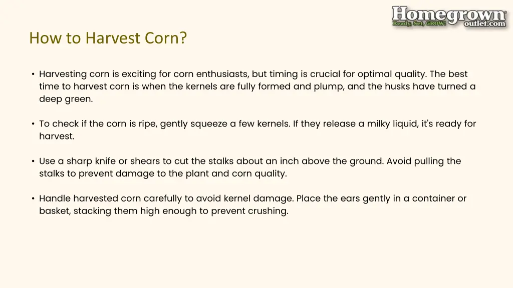 how to harvest corn