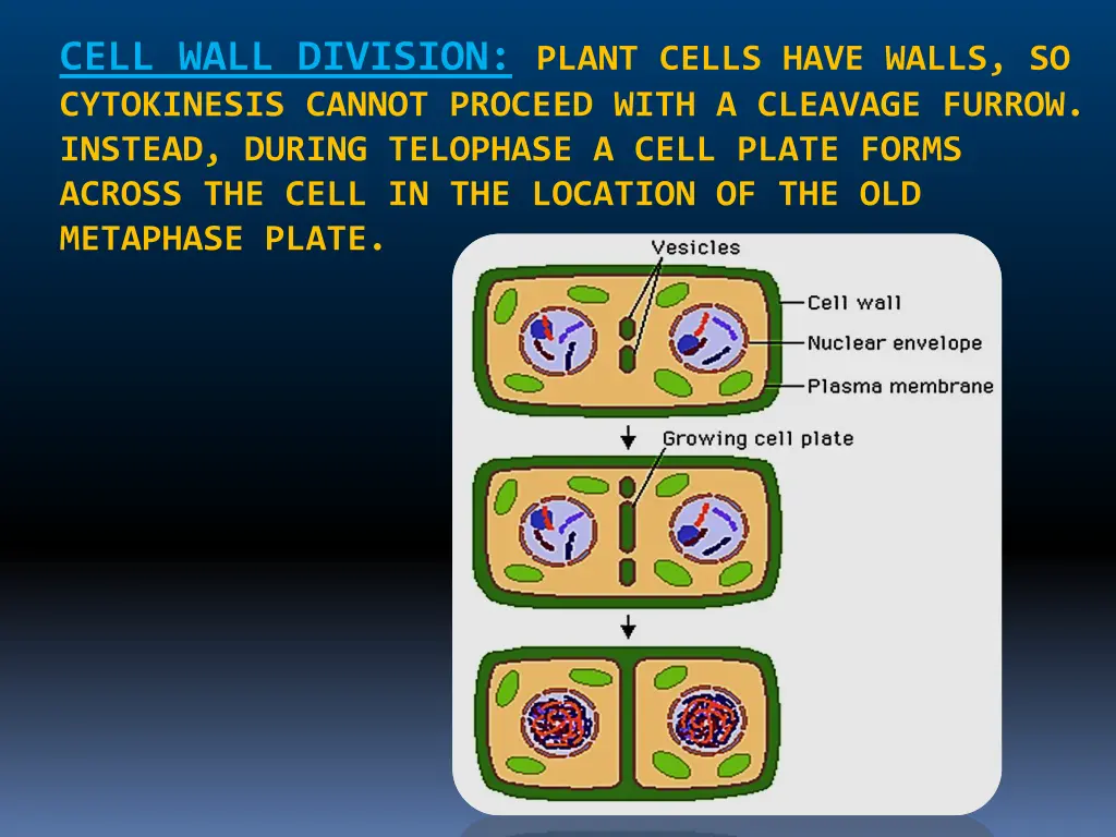 cell wall division plant cells have walls