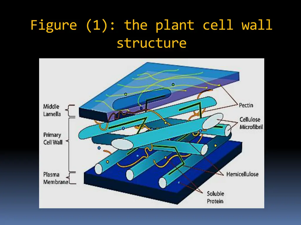figure 1 the plant cell wall structure