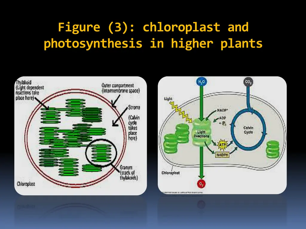 figure 3 chloroplast and photosynthesis in higher