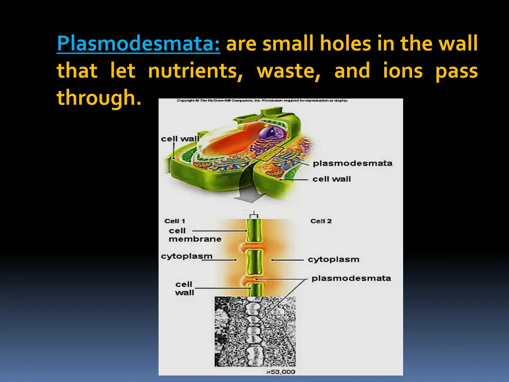 plasmodesmata are small holes in the wall that