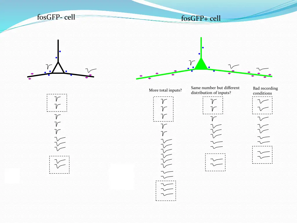 fosgfp cell 1