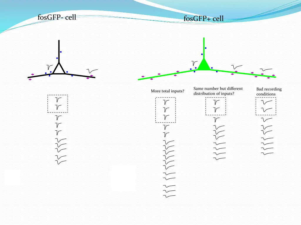 fosgfp cell