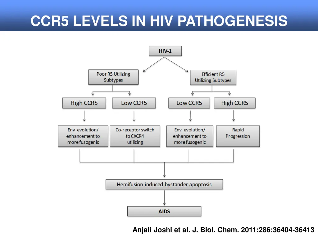 ccr5 levels in hiv pathogenesis