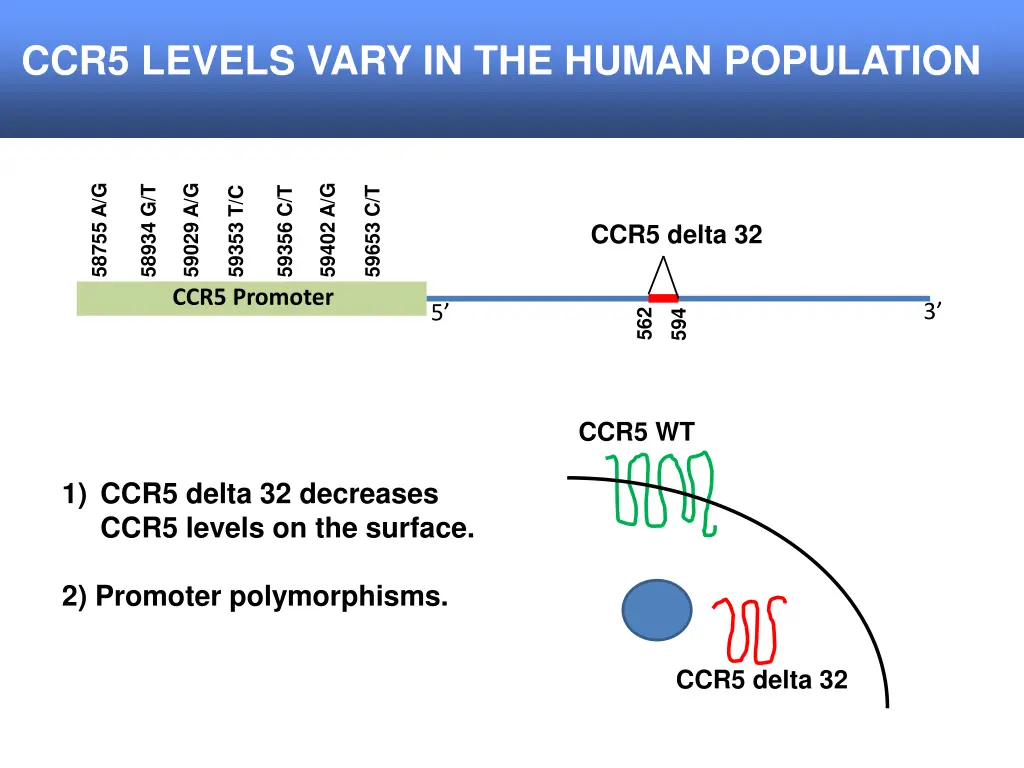 ccr5 levels vary in the human population