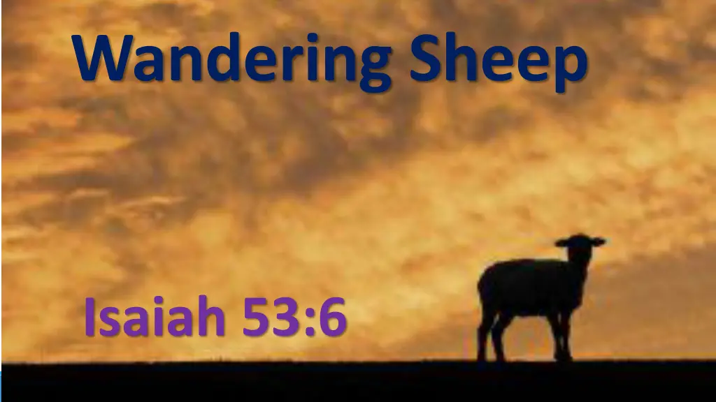 wandering sheep