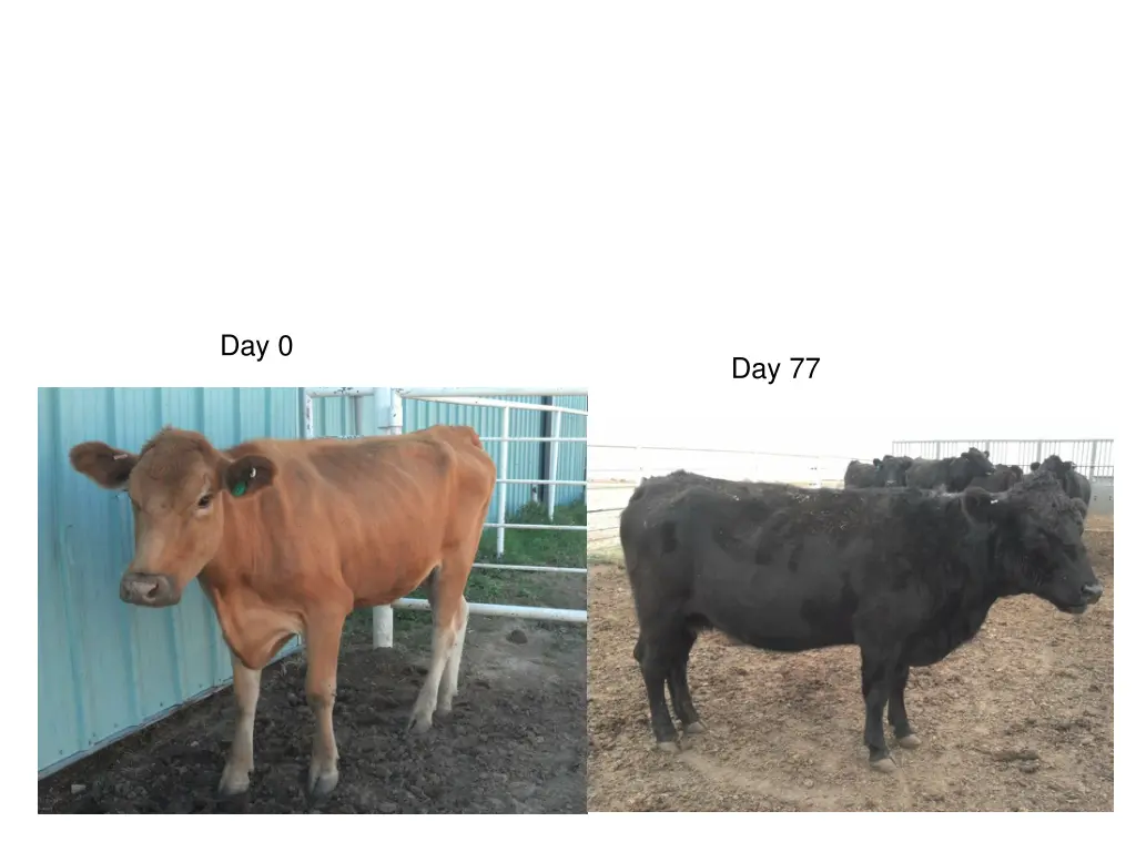 day 0