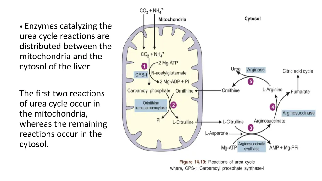 enzymes catalyzing the urea cycle reactions