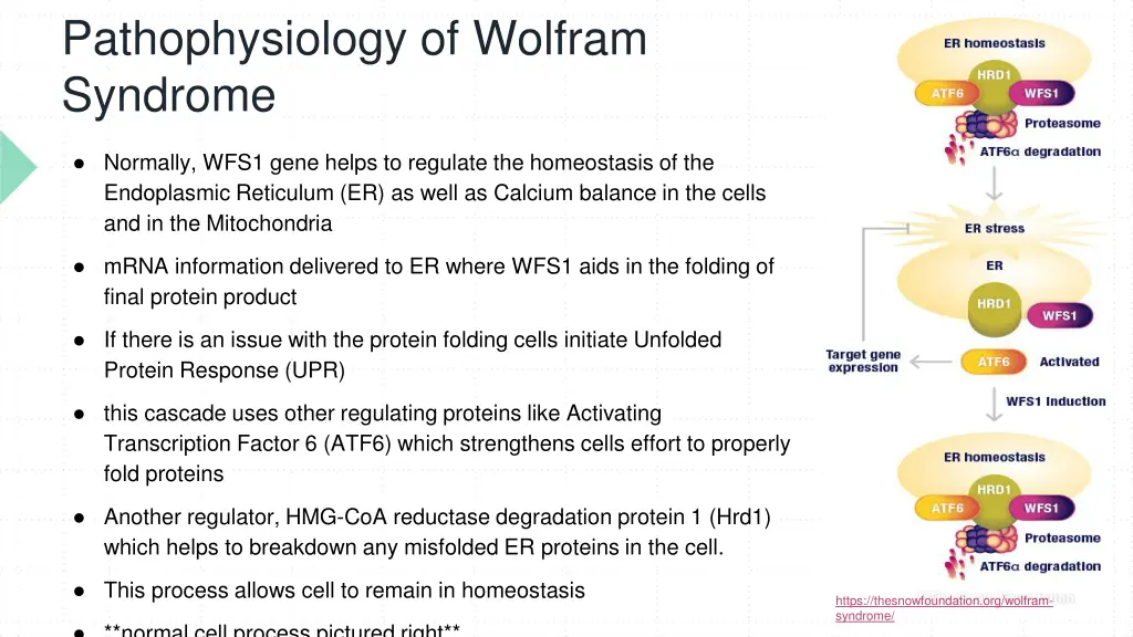 pathophysiology of wolfram syndrome