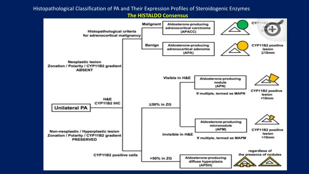 histopathological classification of pa and their