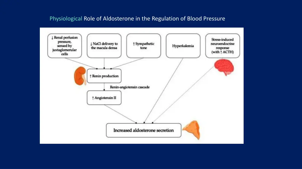 physiological role of aldosterone