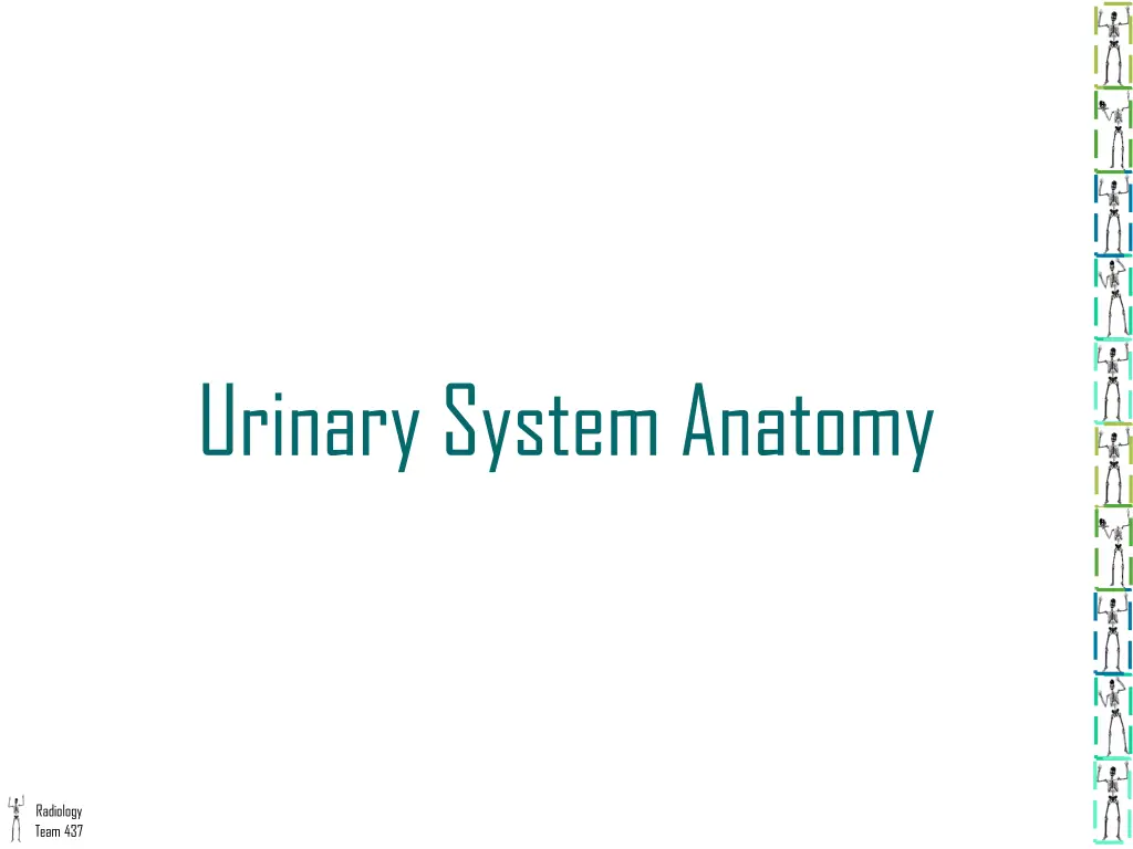 urinary system anatomy