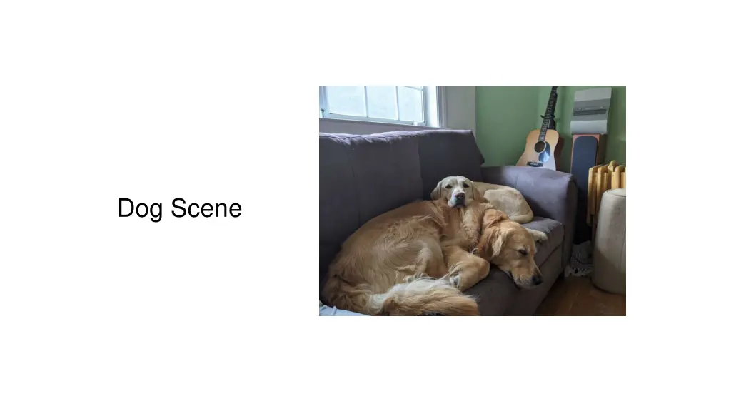 dog scene