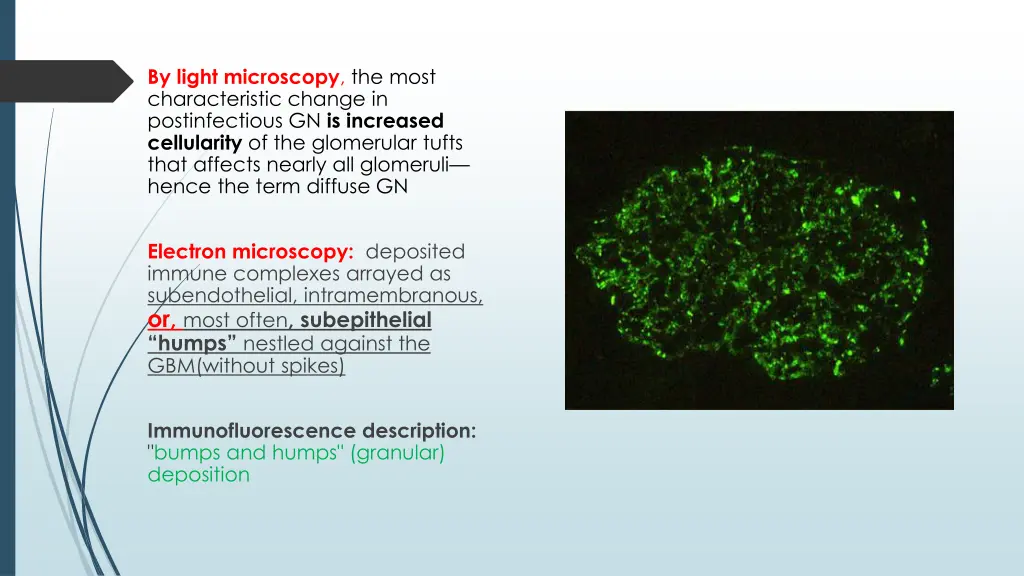 by light microscopy the most characteristic