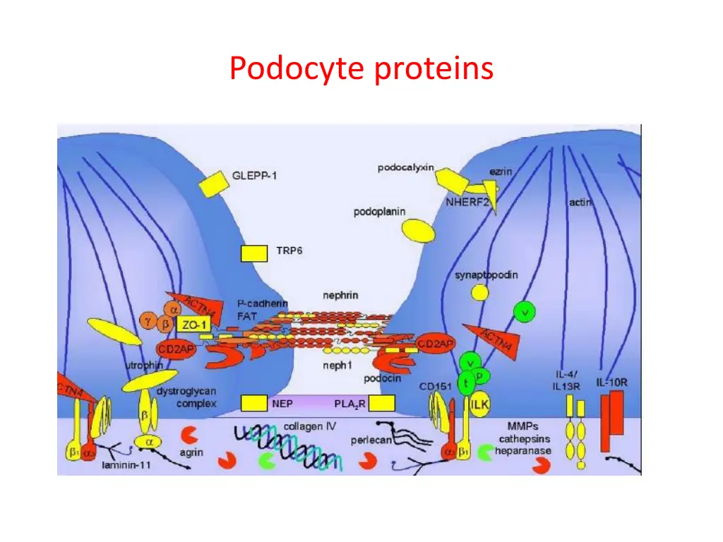 podocyte proteins
