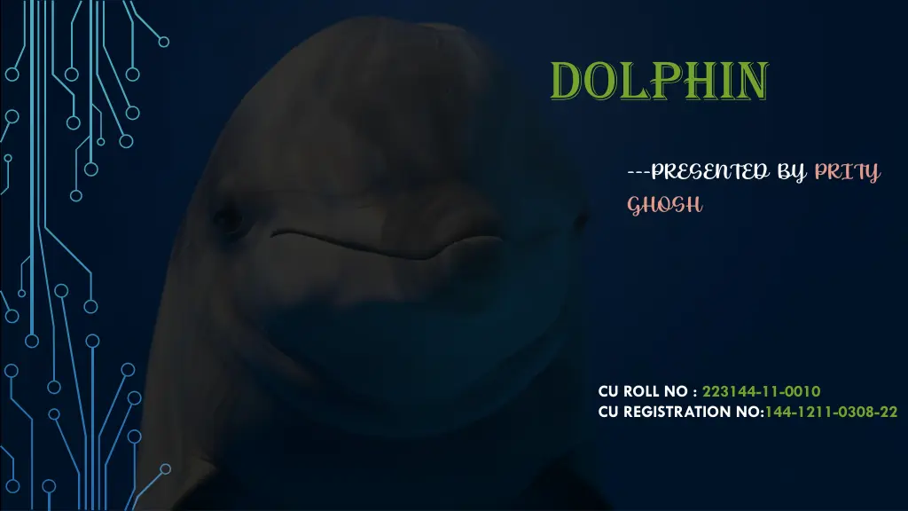 dolphin